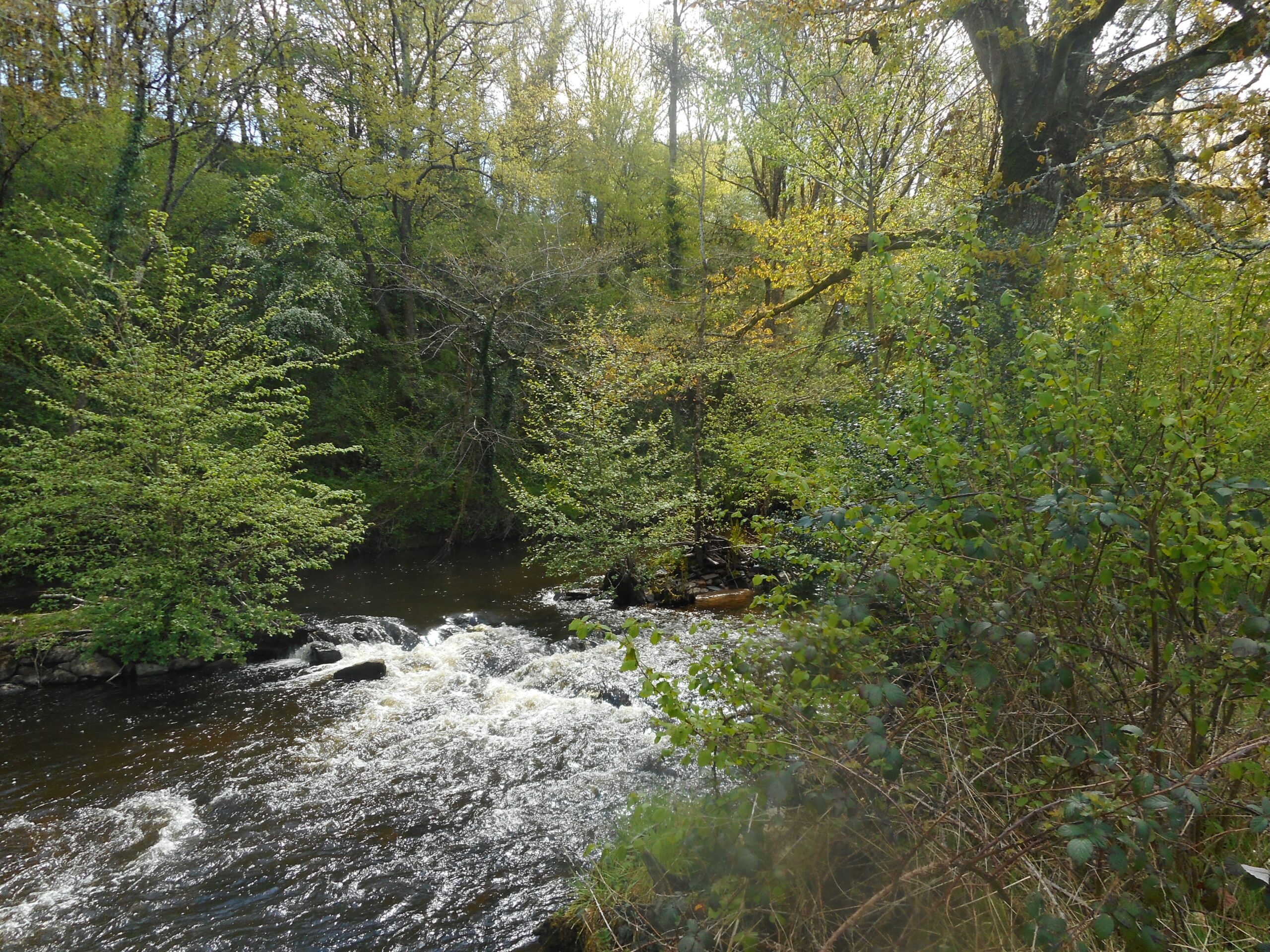 Rivier - Stroomopwaarts